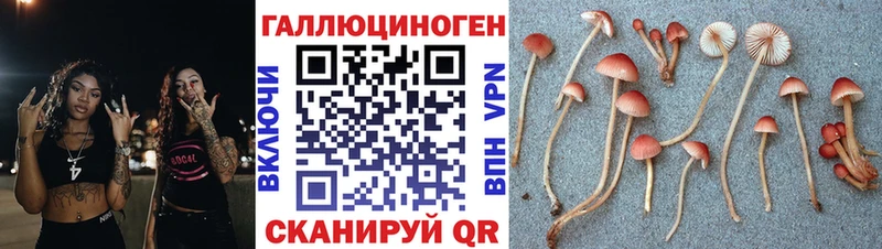 купить наркотик  Аргун  Псилоцибиновые грибы мицелий 